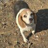 Noel - 4 anni (nata indicativamente ad Agosto 2021)  - Beagle  - Taglia: Medio piccola – anche se devo perdere peso Foto 3